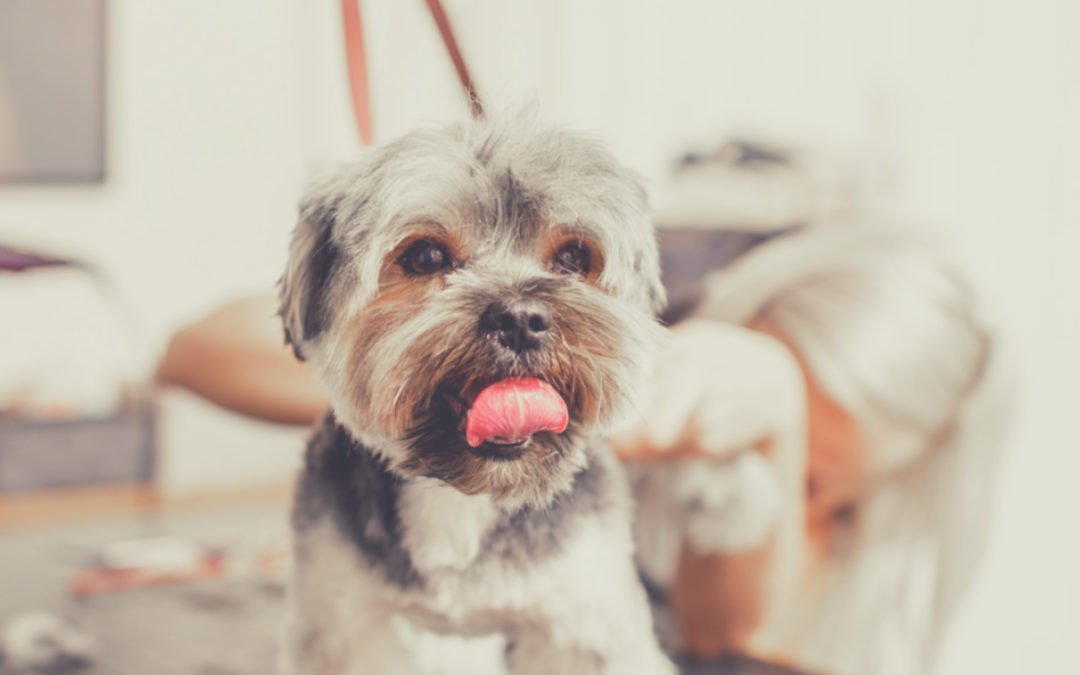 Cosmética para animales. Regulación y requisitos.